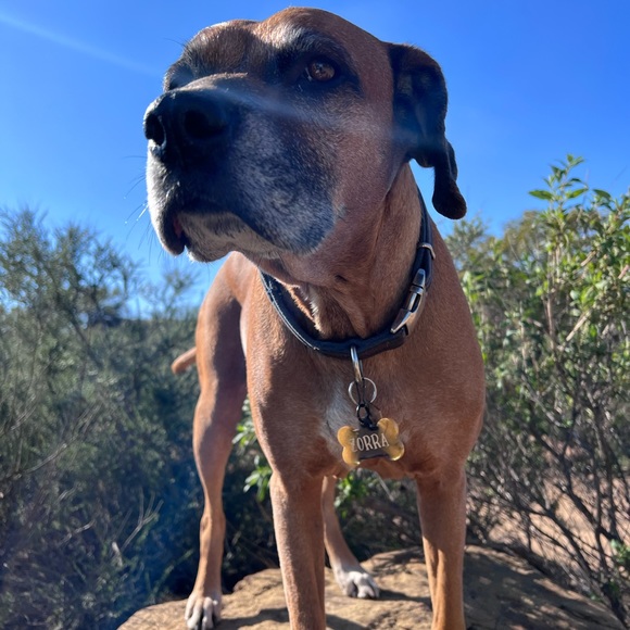 🐾 Resin Dog Tags 🐶 - Picture 14 of 17